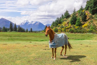 horse in blue horsecloth standing on meadow clipart