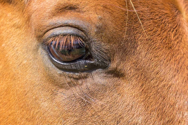 Auge des braunen Pferdes — Stockfoto