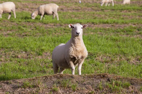 Pascolo ovino sul prato — Foto Stock