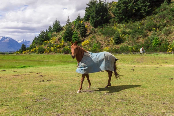 Horse in blue horsecloth standing on meadow — Stock Photo, Image