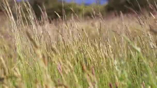 Суха трава, що дме вітром — стокове відео