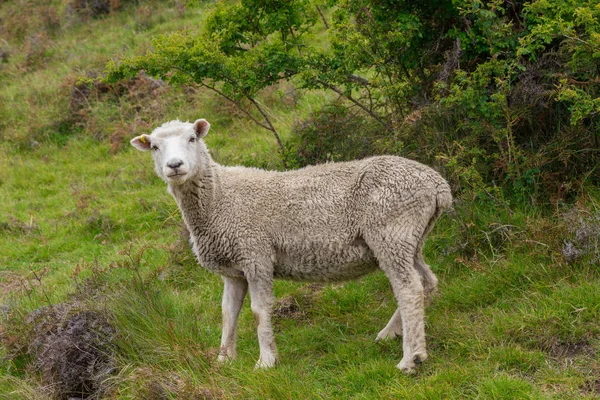 Pecore in piedi su prato verde — Foto Stock