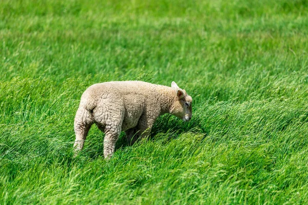 Pecore su prato verde — Foto Stock