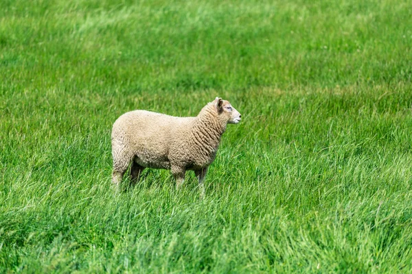 Pecore su prato verde — Foto Stock