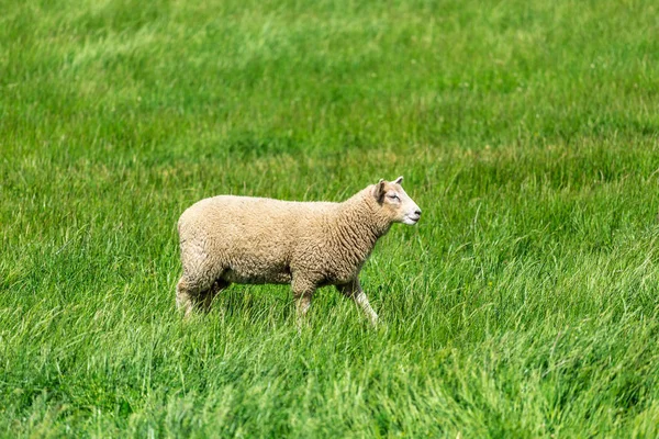 Ovce na zelené louce — Stock fotografie