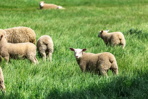 Pascolo di pecore sul prato verde — Foto Stock