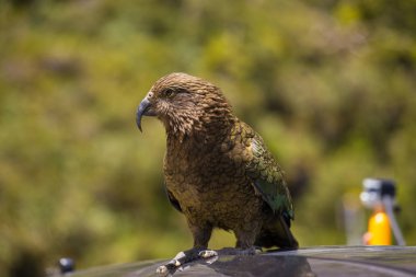 Araba üzerinde duran kea papağan