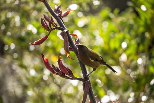Nova Zelândia Bellbird comendo flor — Fotografia de Stock