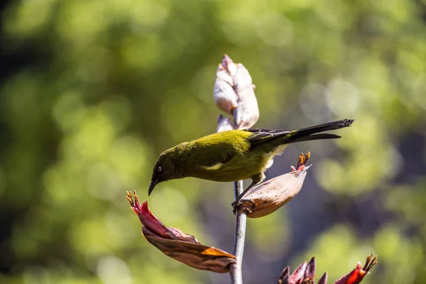 Nova Zelândia Bellbird comendo flor — Fotografia de Stock