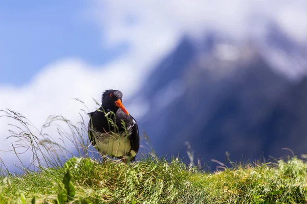 Ped oystercatcher standing on green grass — стоковое фото