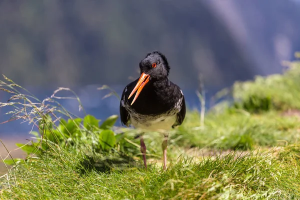 Ped oystercatcher standing on green grass — стоковое фото