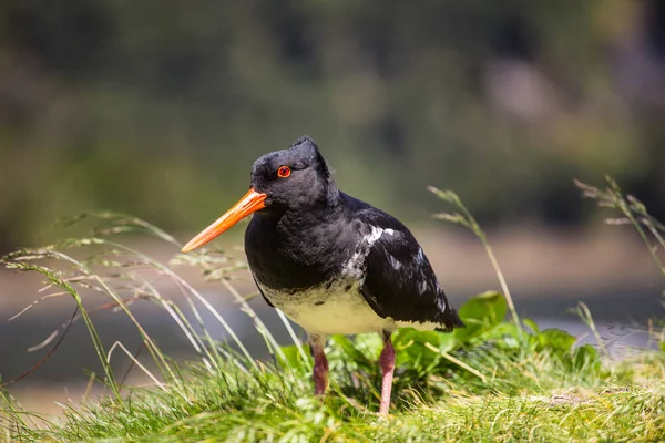 Rattenfänger steht auf grünem Gras — Stockfoto