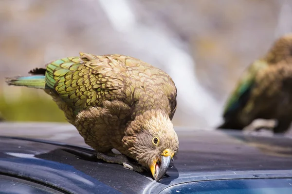 Kea Papagei beißt Gummi-Wetterstreifen lizenzfreie Stockbilder