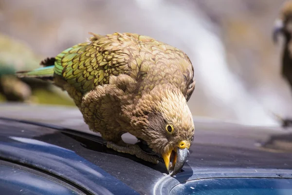 Kea Papagei beißt Gummi-Wetterstreifen Stockbild