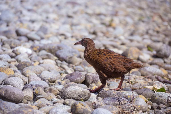 Endemischer flugunfähiger Weka-Vogel Stockfoto