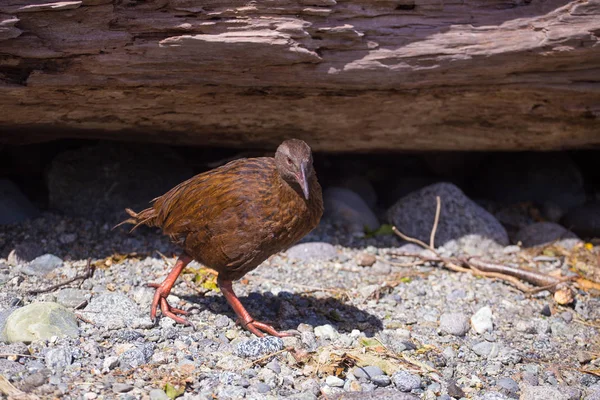 Endemischer flugunfähiger Weka-Vogel lizenzfreie Stockfotos