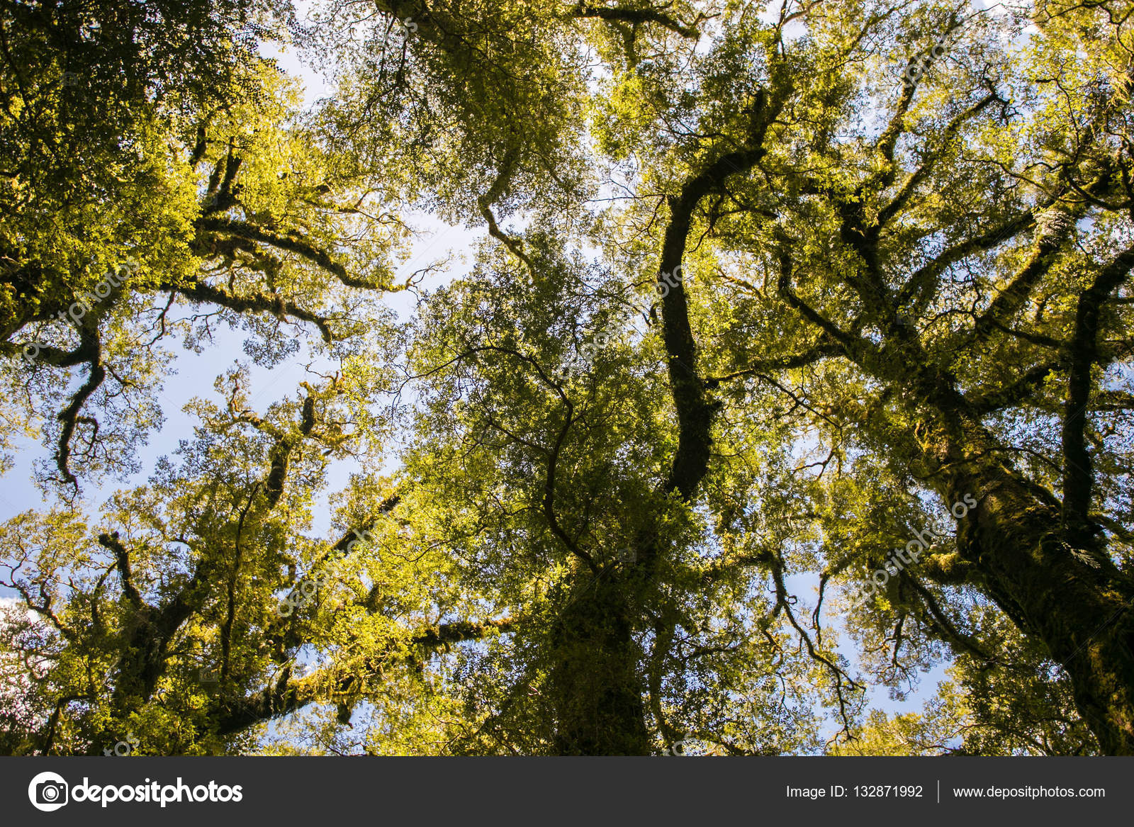 Tall trees in New Zealand Stock Photo by ©thomaswong 132871992