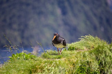 Poyraz kuşugiller ayakta yeşil çimenlerin üzerinde alaca
