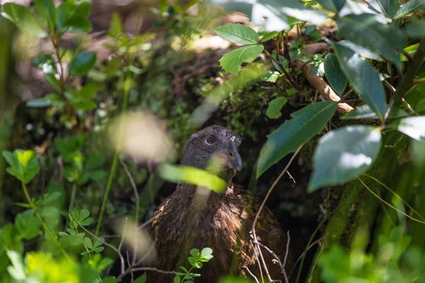 Endemischer flugunfähiger Weka-Vogel Stockbild