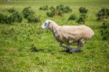Sheep running with green grass in New Zealand clipart