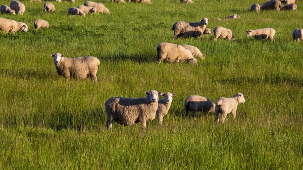 Ovelhas com grama verde na Nova Zelândia — Fotografia de Stock