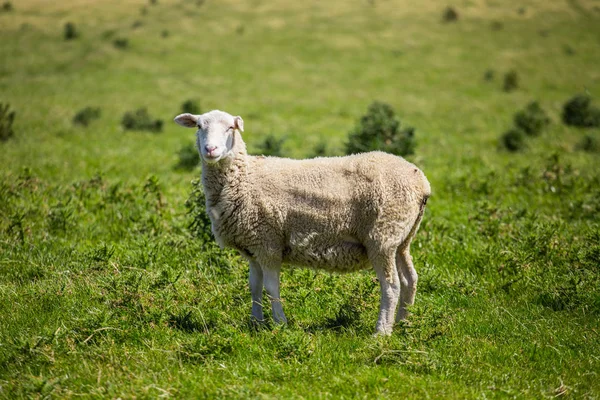 Ovce s trávou na Novém Zélandu — Stock fotografie