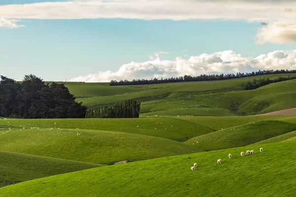 Natureza colinas verdes com céu azul na Nova Zelândia — Fotografia de Stock