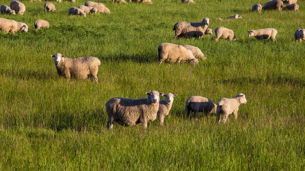 Schafe mit grünem Gras in Neuseeland Stockfoto