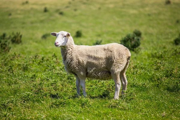 Schafe mit grünem Gras in Neuseeland Stockbild