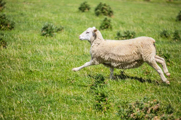 Schafe laufen mit grünem Gras in Neuseeland Stockfoto