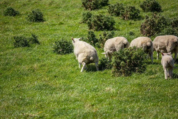 Schafe pissen im grünen Gras in Neuseeland lizenzfreie Stockbilder