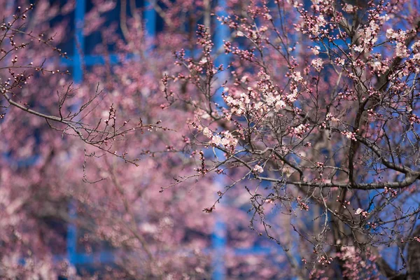 Early spring blooming cherry blossom