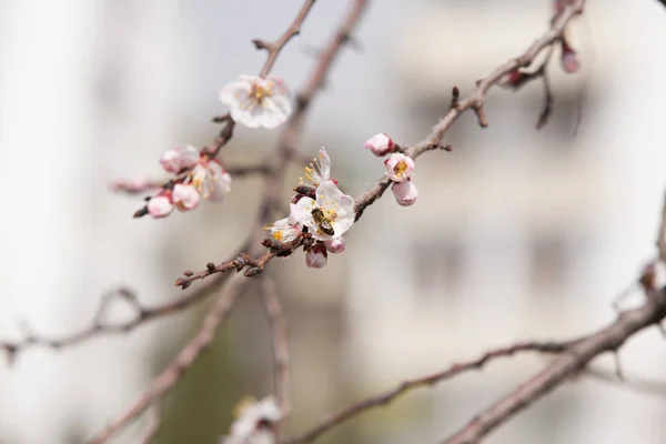 Early spring blooming cherry blossom