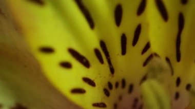 Alstroemeria çiçek, makro çekim.