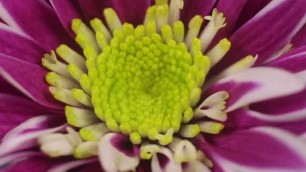 Krysantemum under makrot roterar. — Stockvideo