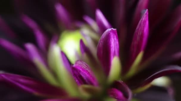 Chrysanthemen unter dem Makro rotieren. — Stockvideo