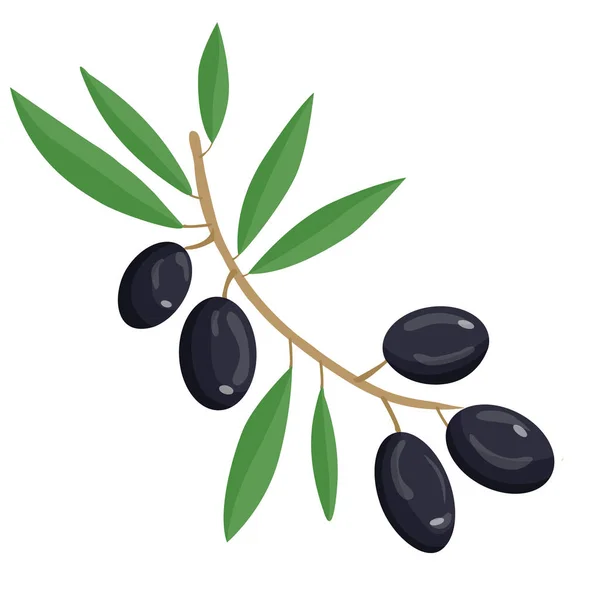 Zeytinyağı logosu. Zeytin dalı. Organik Zeytin Vektörü İllüstrasyonu Beyaz Arkaplanda İzole Edildi.