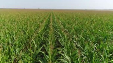 Alan Mısır aeirial görünümü