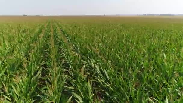 Field corn aeirial view — Stock Video