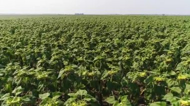 Ayçiçeği breeze2 alanında