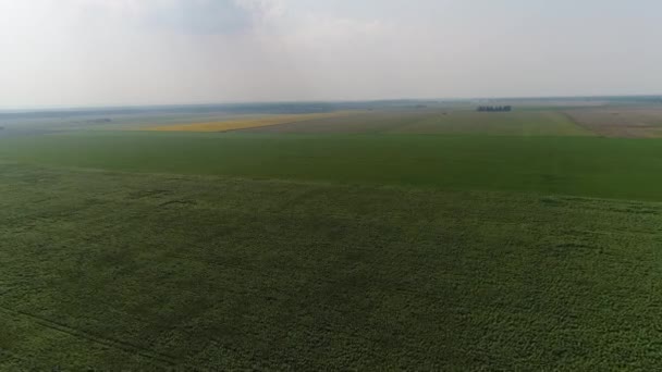 Sunflower field aeirial view — Stock Video