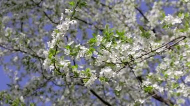 Kiraz çiçeği. Bahar.