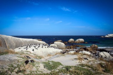 Penguenler kayalar Beach, Güney Afrika