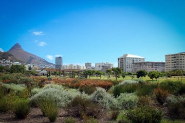 Yeşil nokta park Cape Town, Güney Afrika