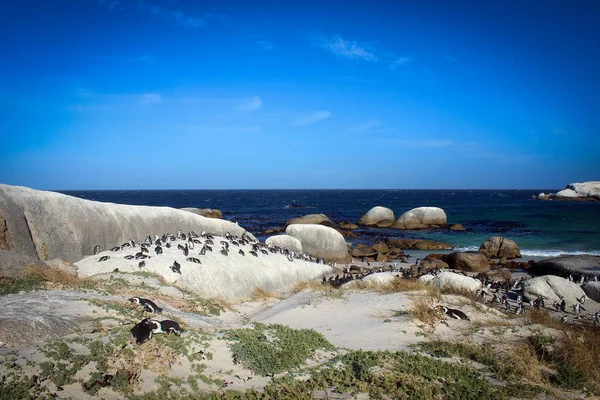Penguenler kayalar Beach, Güney Afrika