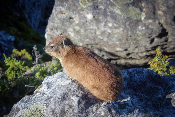 Masa Dağı Milli Parkı, Cape Town, Rock yaban faresi