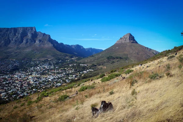 Aslan'ın baş bağlama görünümü, Cape Town, Güney Afrika