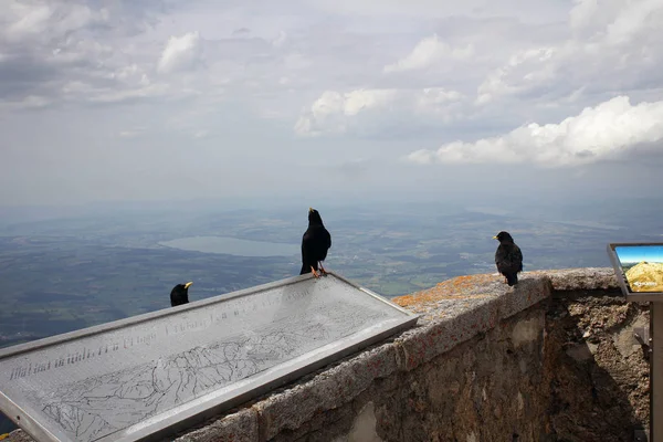 Aves Pretas Monte Pilatus Suíça — Fotografia de Stock