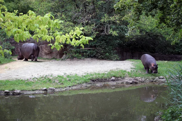 Pohled Hyppo Zoo — Stock fotografie