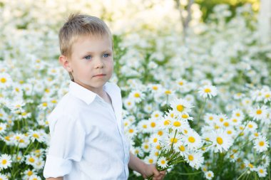 Mavi gözlü erkek daisy alanında duruyor